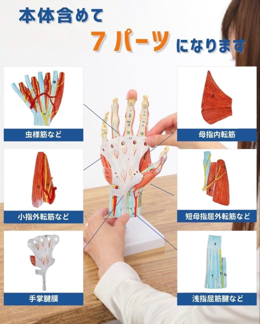 手解剖模型 7パーツ分解 等身大 軟部組織付き 理は人体模型 手関節 教材