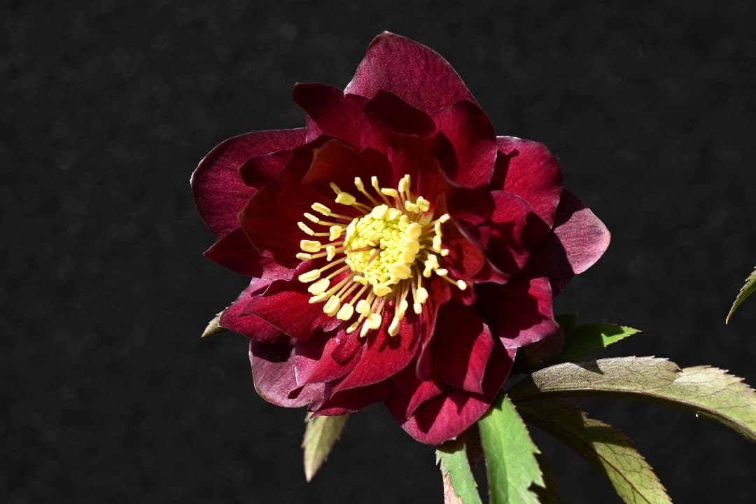 クリスマスローズ　認定キラメキ✩チョコレート　加藤農園