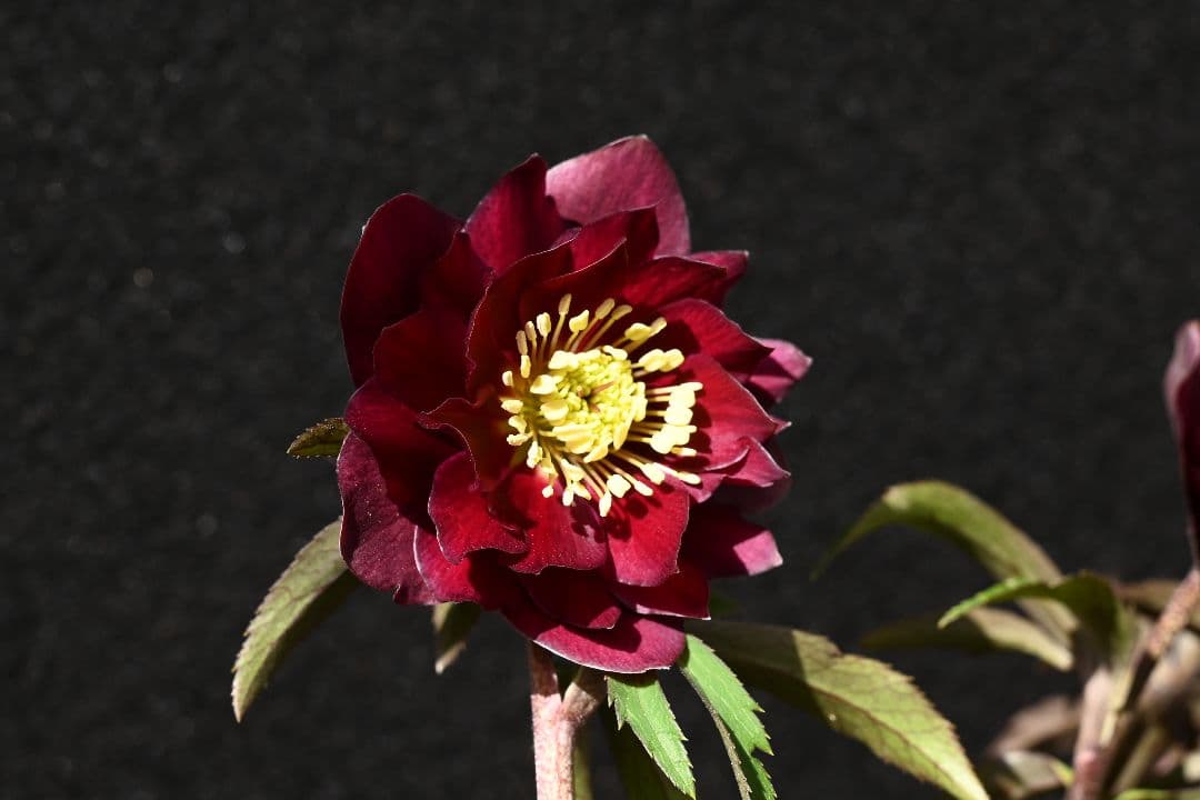 クリスマスローズ　認定キラメキ✩チョコレート　加藤農園