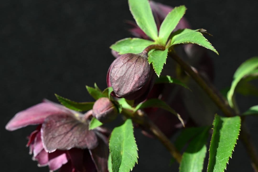 クリスマスローズ　認定キラメキ✩チョコレート　加藤農園
