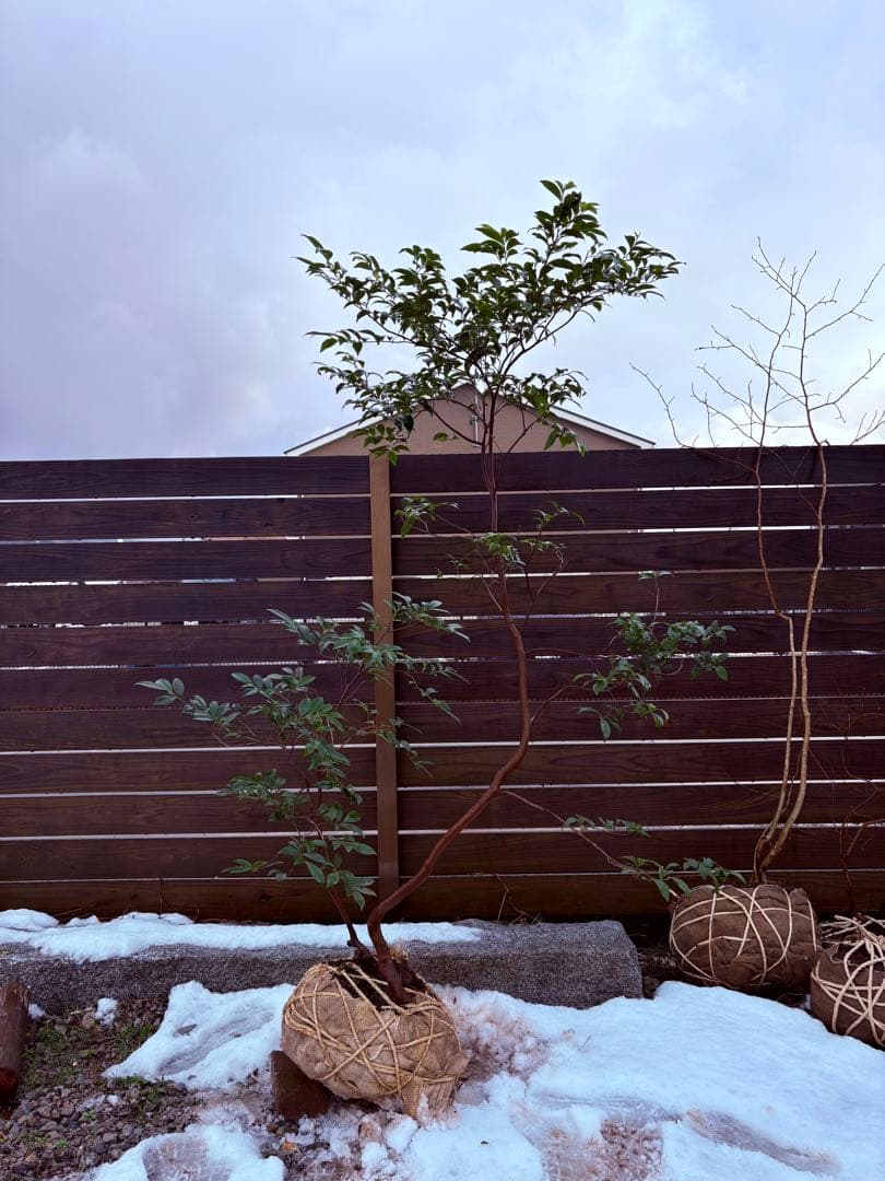 50 天然山採り　ヒサカキ