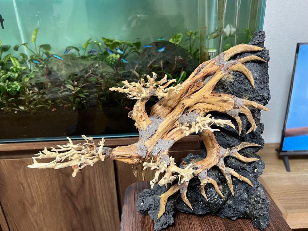 盆栽流木　流木　アクアリウム。ミニ盆栽