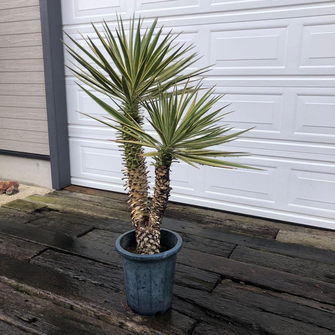 りょーた　ユッカ アロイフォリア　バリエガータ