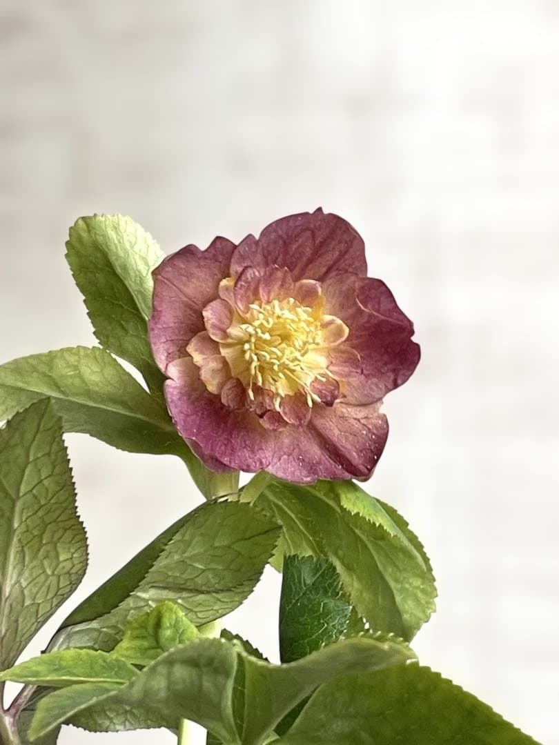 クリスマスローズ　sd.蜃気楼hyb