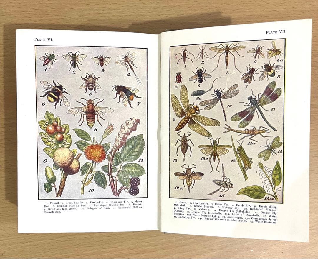 No.241 古書 洋書 児童書 植物·昆虫·動物·樹木·鳥·蝶·魚 図鑑 自然