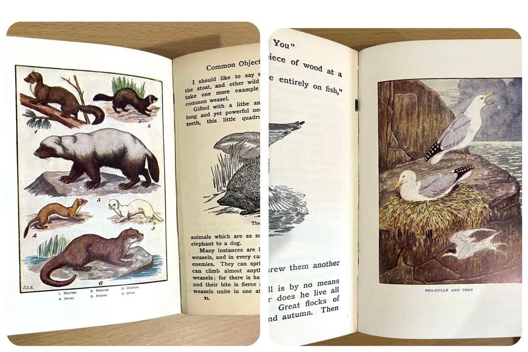 No.241 古書 洋書 児童書 植物·昆虫·動物·樹木·鳥·蝶·魚 図鑑 自然