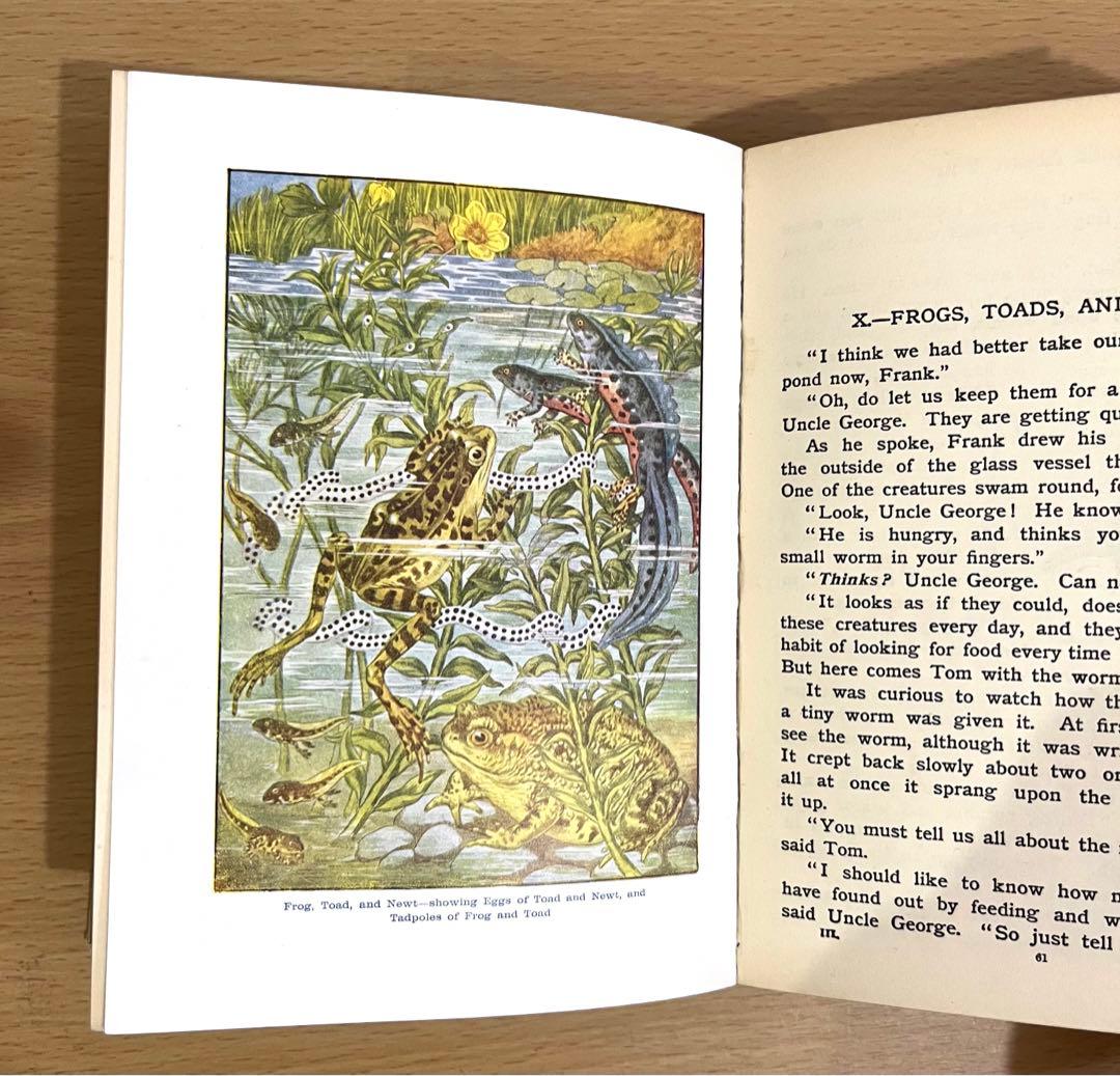 No.241 古書 洋書 児童書 植物·昆虫·動物·樹木·鳥·蝶·魚 図鑑 自然