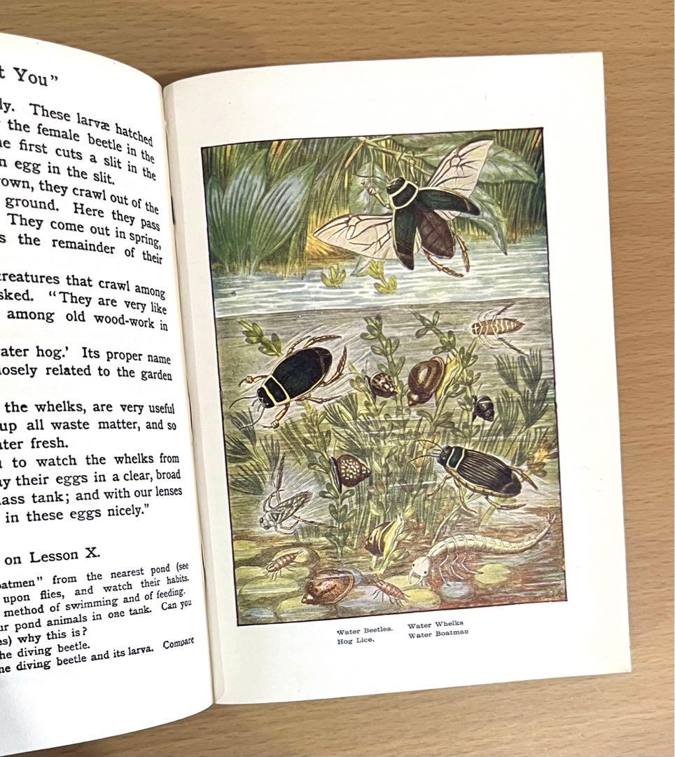 No.241 古書 洋書 児童書 植物·昆虫·動物·樹木·鳥·蝶·魚 図鑑 自然