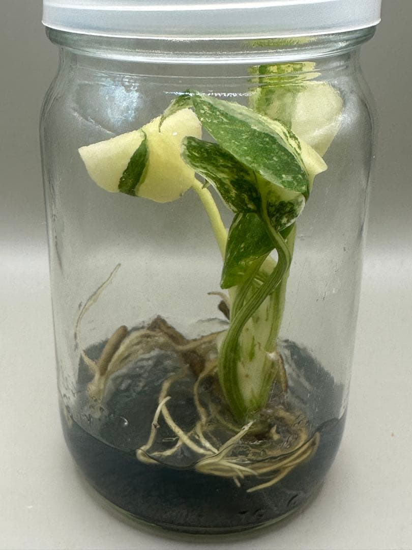 けんけん　MonsteraLegacy モンステラ　レガシー 斑入り