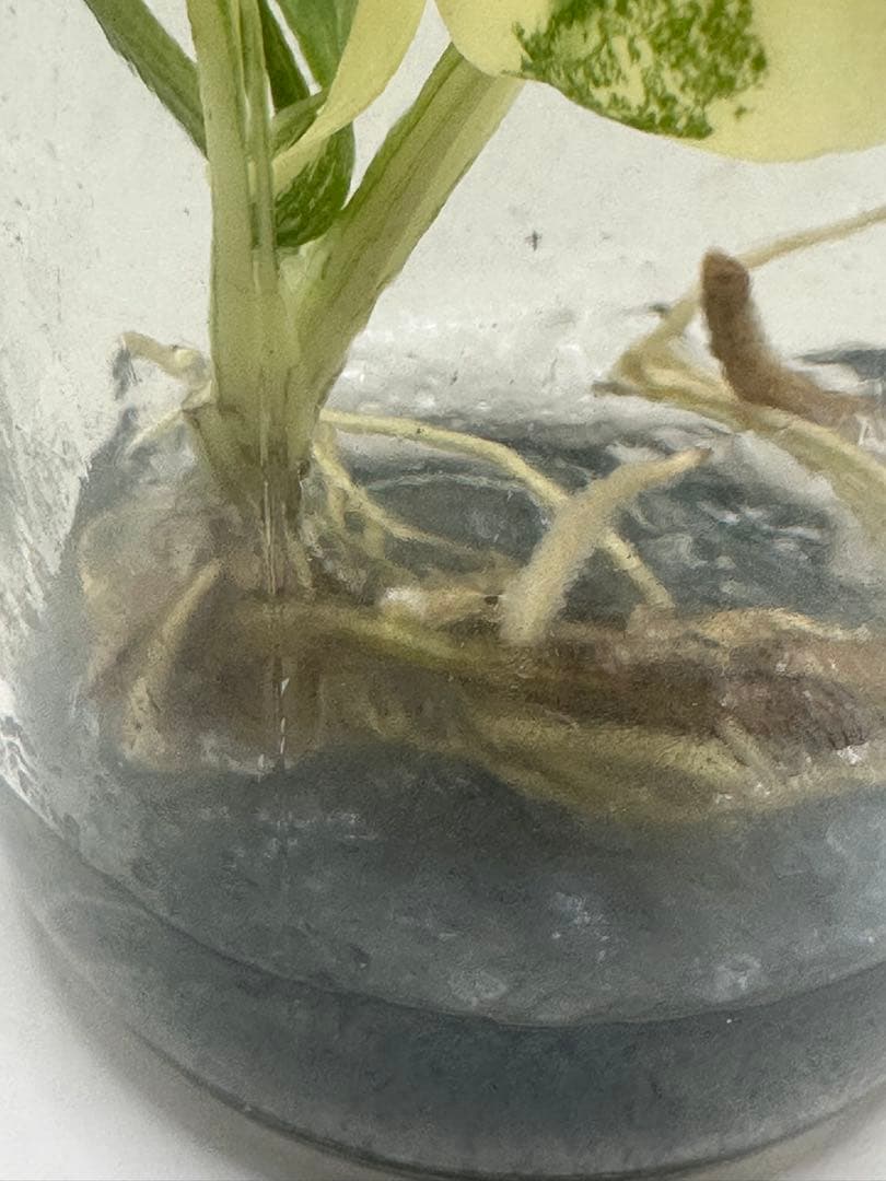 けんけん　MonsteraLegacy モンステラ　レガシー 斑入り