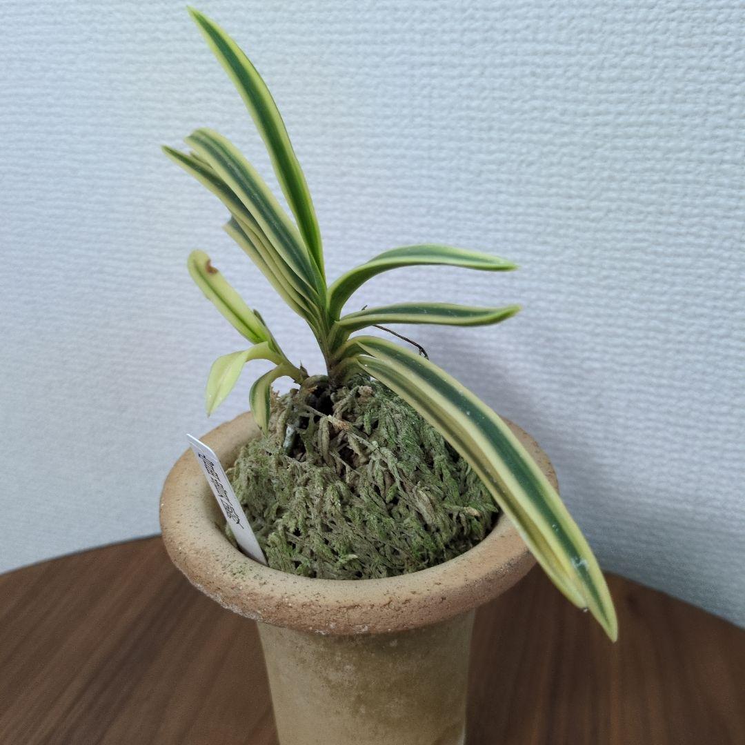 富貴蘭　フウラン　富貴殿