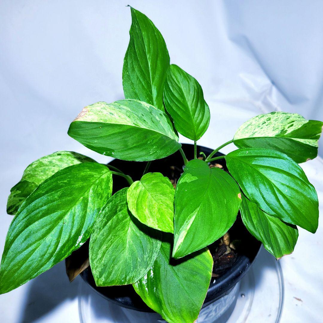 熱帯植物　TZ便　ホマロメナsp.\