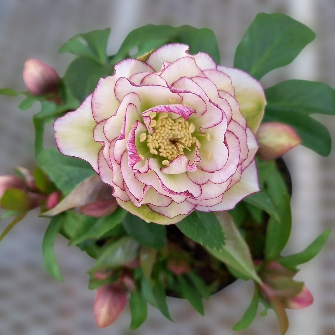 溢れるつぼみ！癒し系♪フリンジピコティ♪クリスマスローズ、大苗、開花株