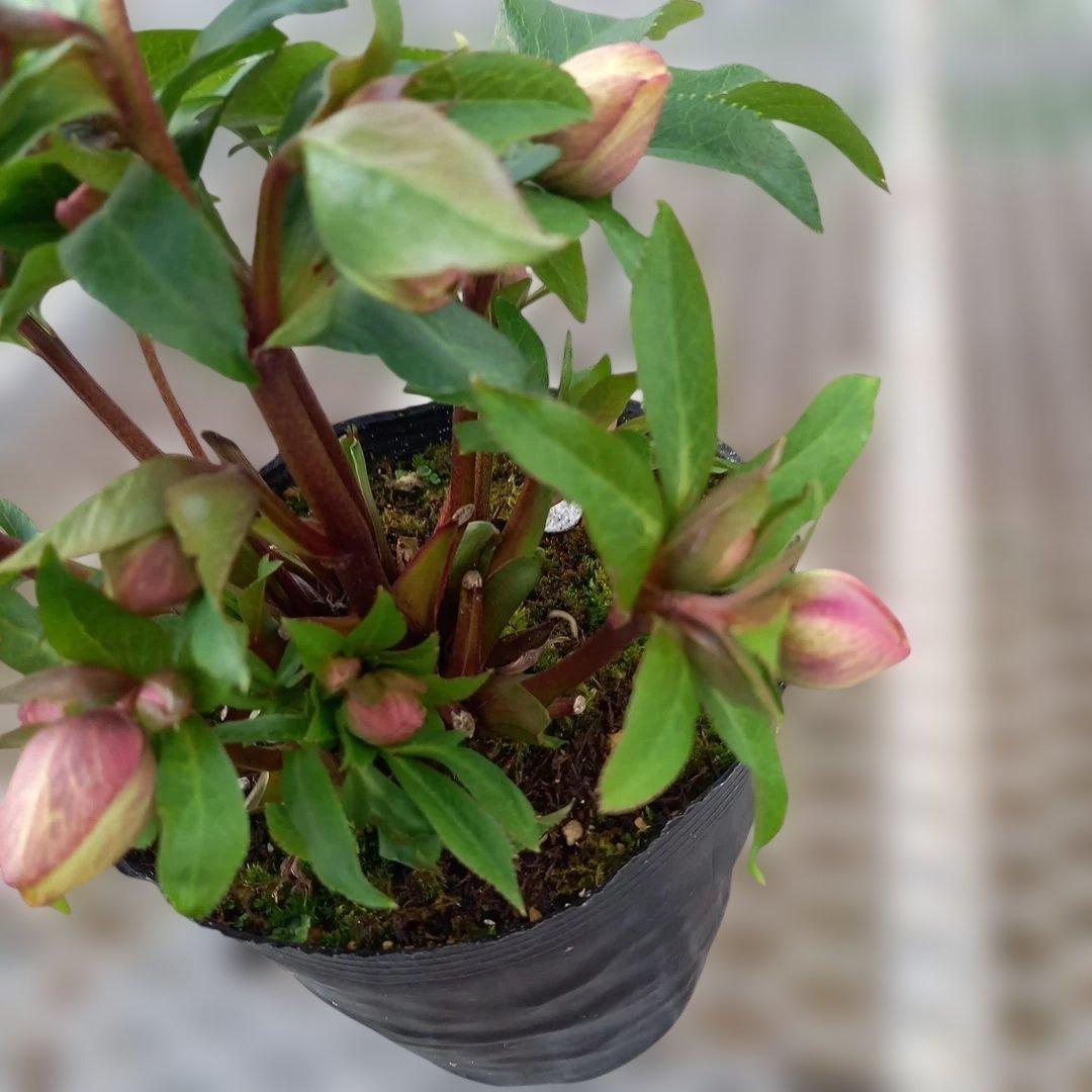 溢れるつぼみ！癒し系♪フリンジピコティ♪クリスマスローズ、大苗、開花株