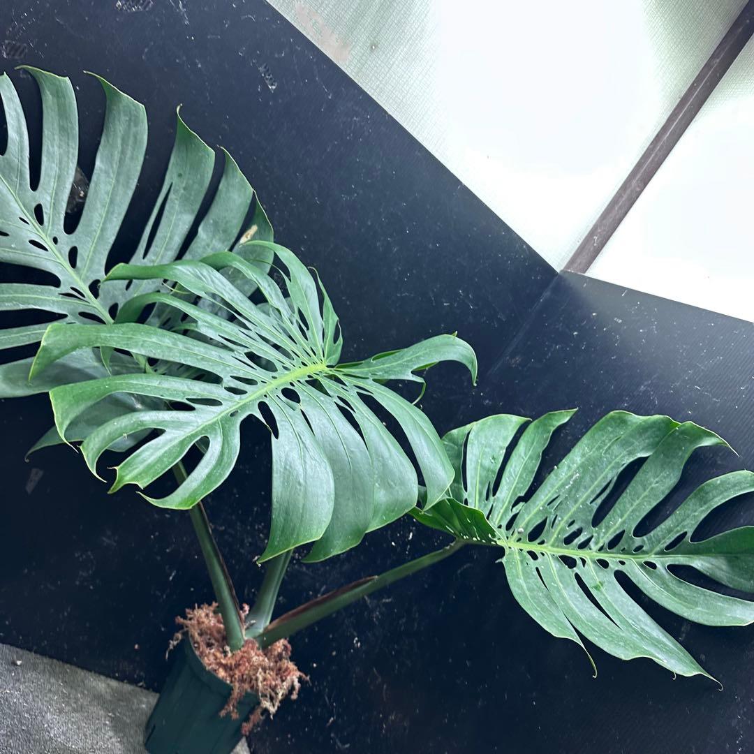 モンステラデリシオーサマクロコズム超希少系統鉢植え76㎝