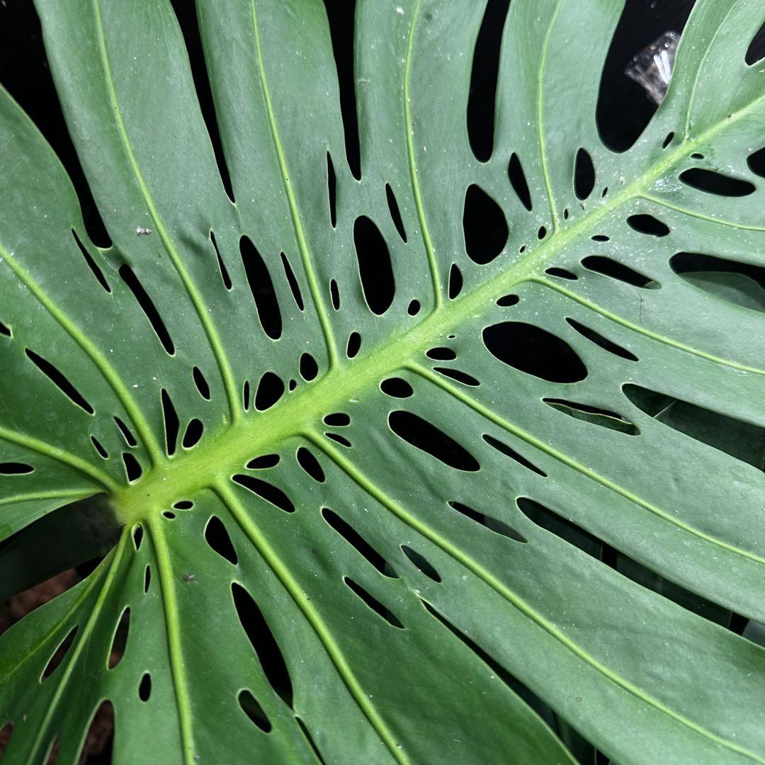 た*き様 モンステラデリシオーサマクロコズム超希少系統鉢植え