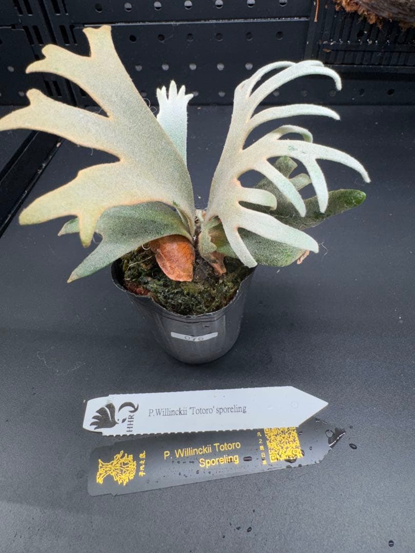 【平凡之鹿】YMDS Totoro HHRナーセリータグ付け #076