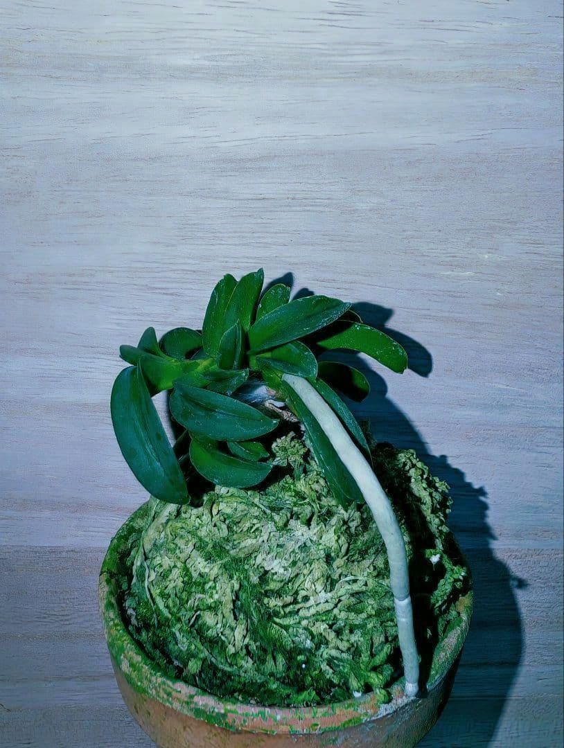 [年末大感謝祭東京土産編激安!!]富貴蘭　波平青海