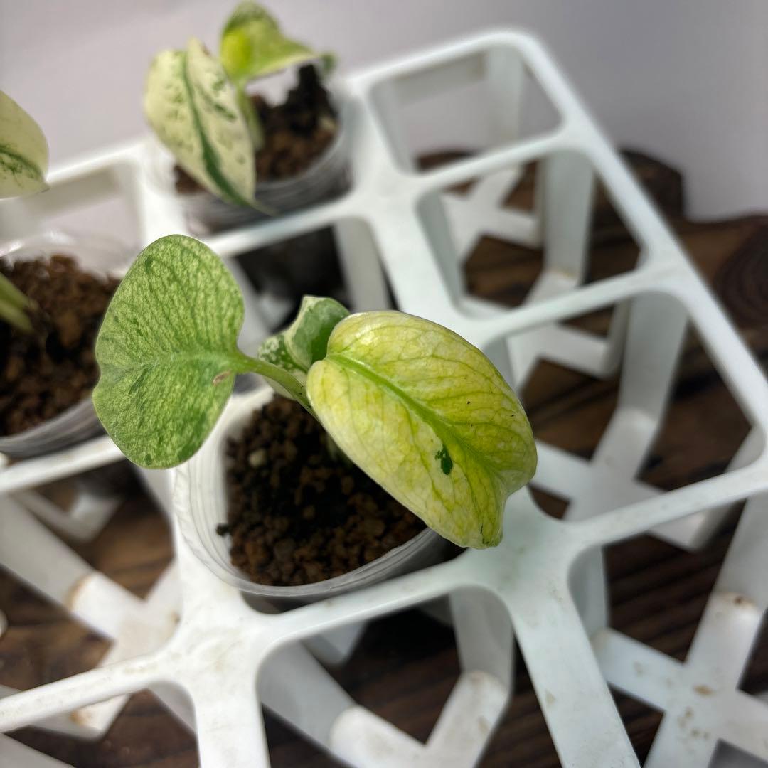 ち*え様 5株セットms33【特別選抜】ホワイトモンスター／天津蘭 モンステラ斑