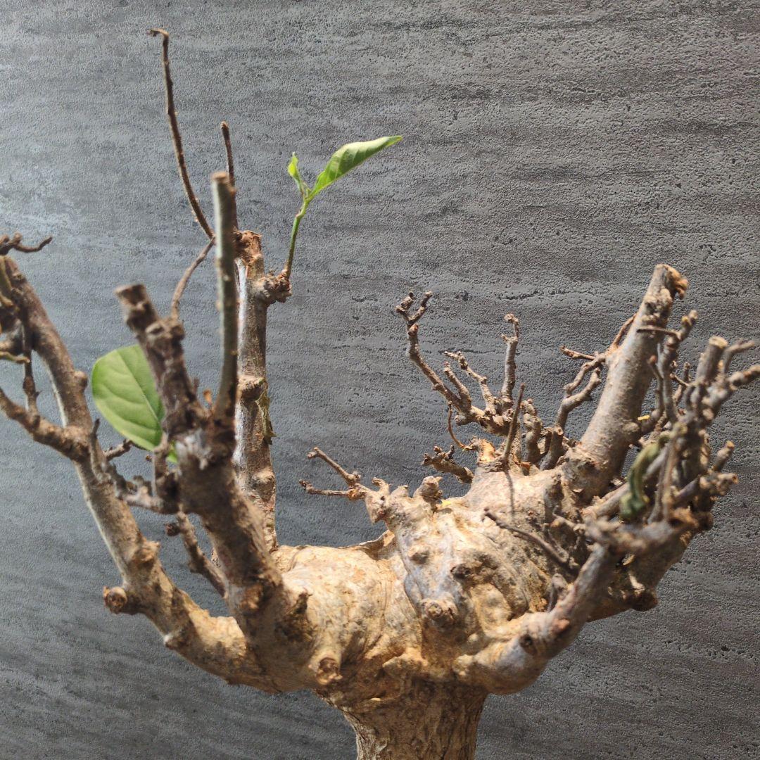 超特大 アダンソニア ディギタ バオバブ 塊根植物　パキプス　コーデックス