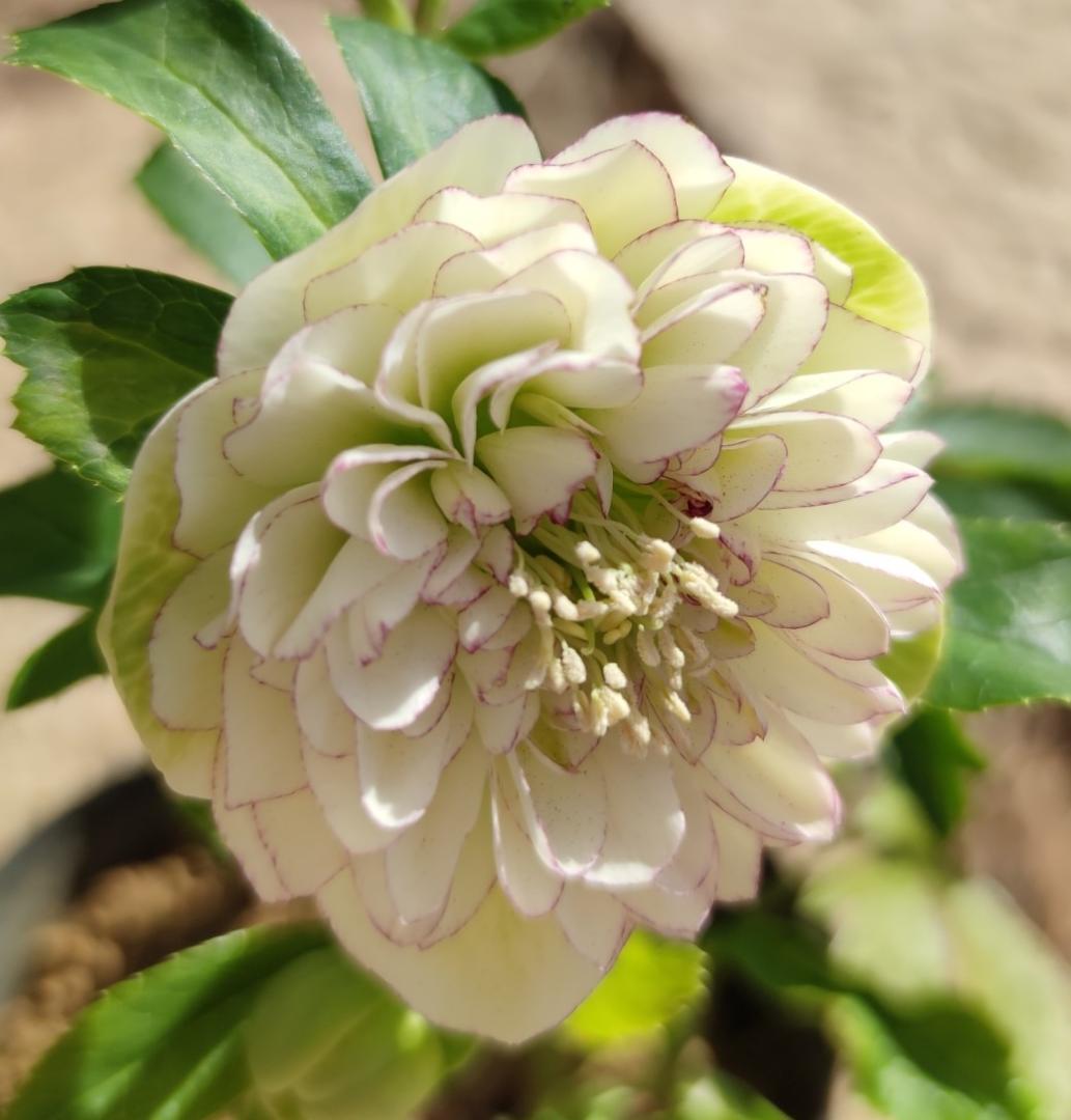 クリスマスローズ　ロゼット咲き多弁ピコティ