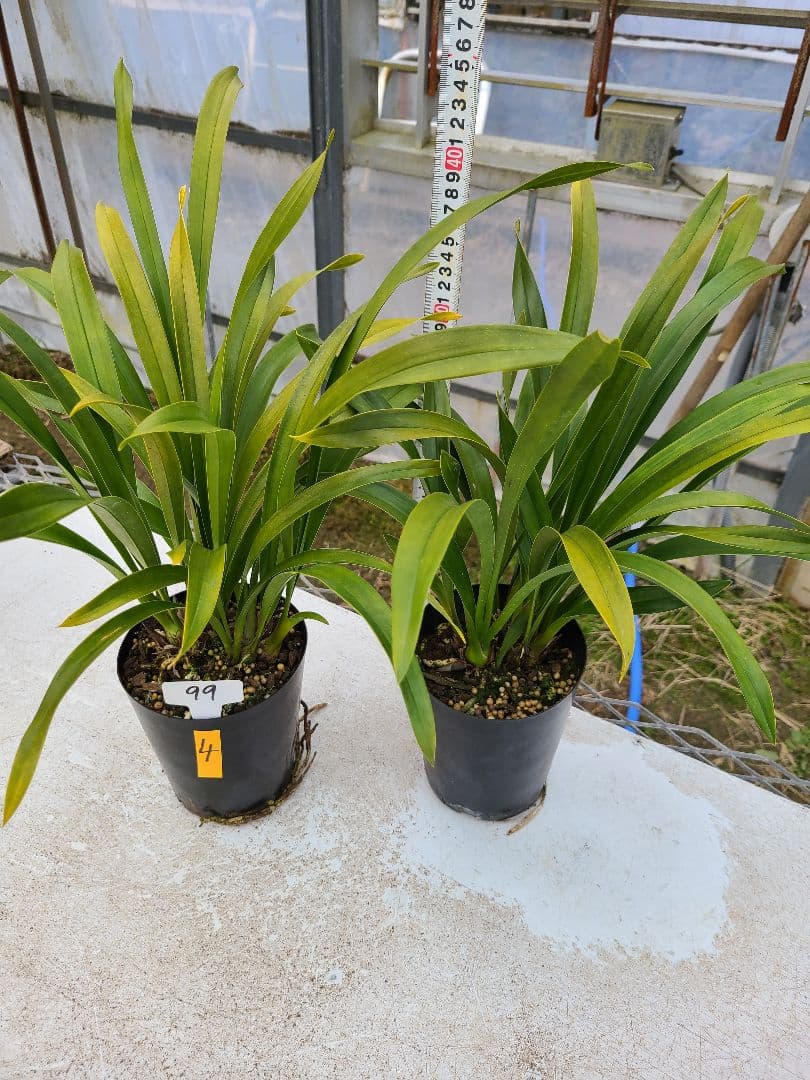 ミスマフェット。花芽4個。2鉢セット。蜜蜂誘引蘭。日本蜜蜂