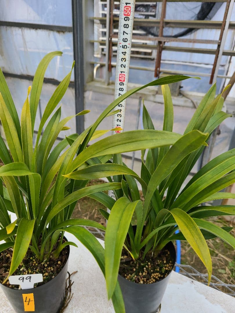 ミスマフェット。花芽4個。2鉢セット。蜜蜂誘引蘭。日本蜜蜂