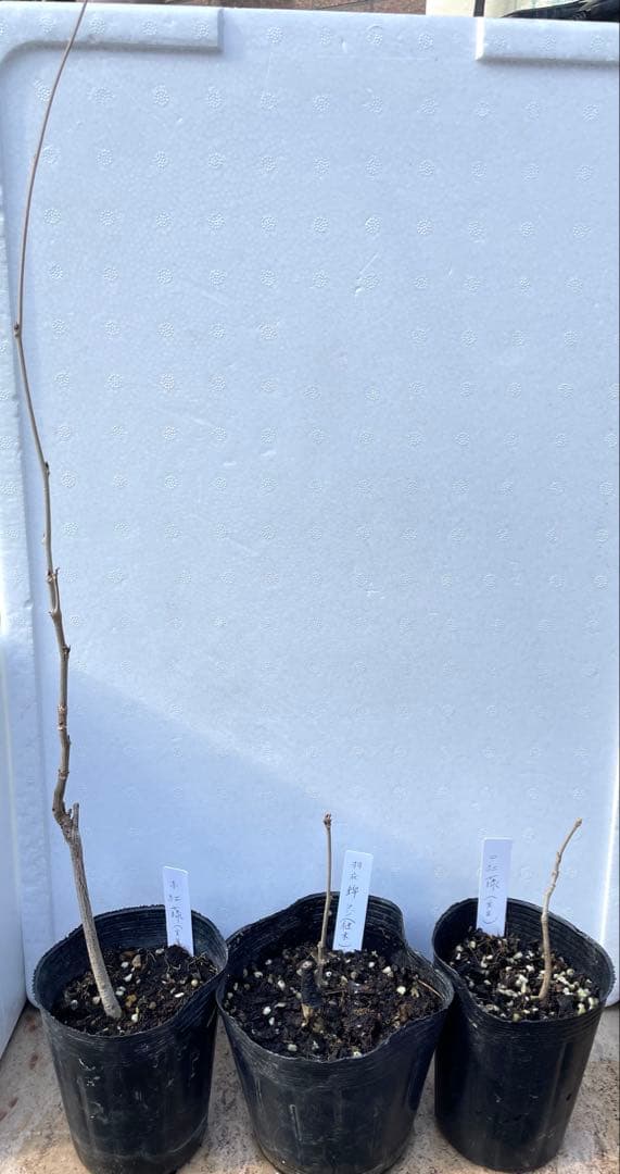 【BI】 藤ともみじ 8品