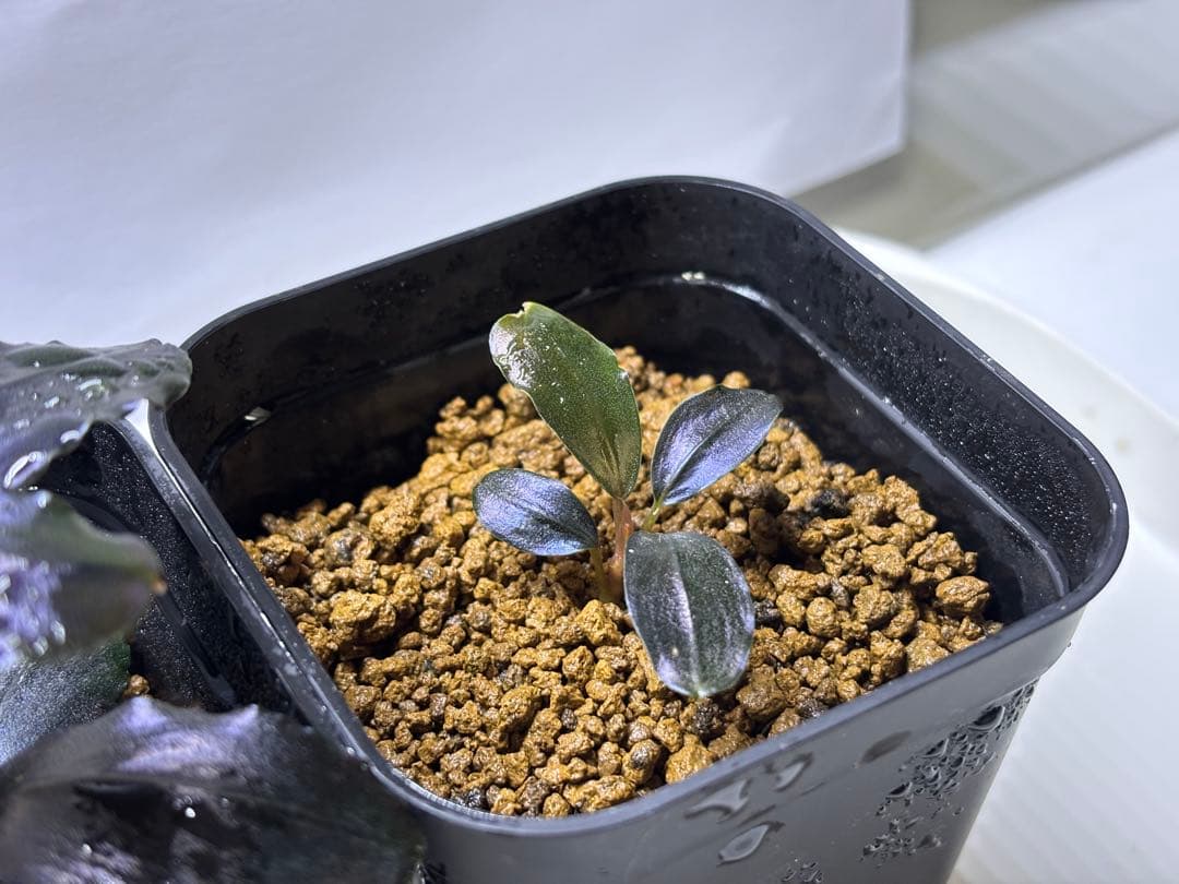 Bucephalandra sp. theia blue 子株