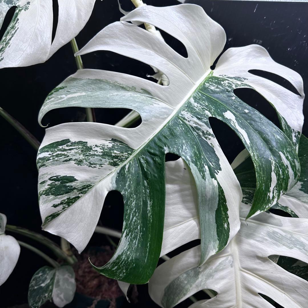 j*フ様 斑入りモンステラ ホワイトタイガー極美大株65cm白斑多