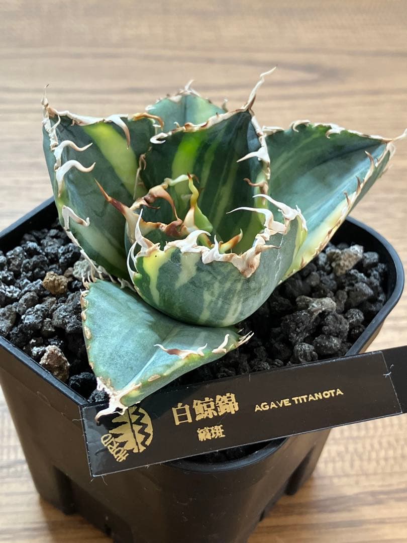れ*★様 【初売りオークション】118 特大　アガベ　チタノタ　白鯨錦　縞斑　T