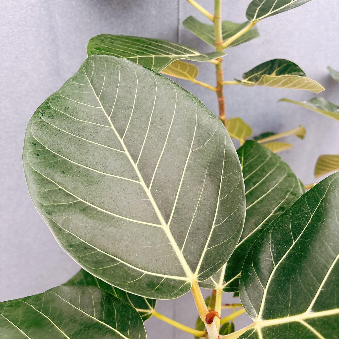 ［現品］【希少】F1 フィカス　グランディス　8号　観葉植物　室内　大型　レア