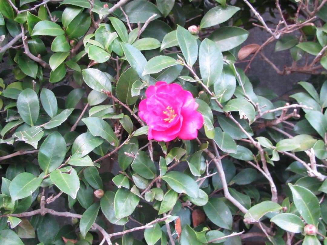 Canon デジカメ ixy 50s ブラウン