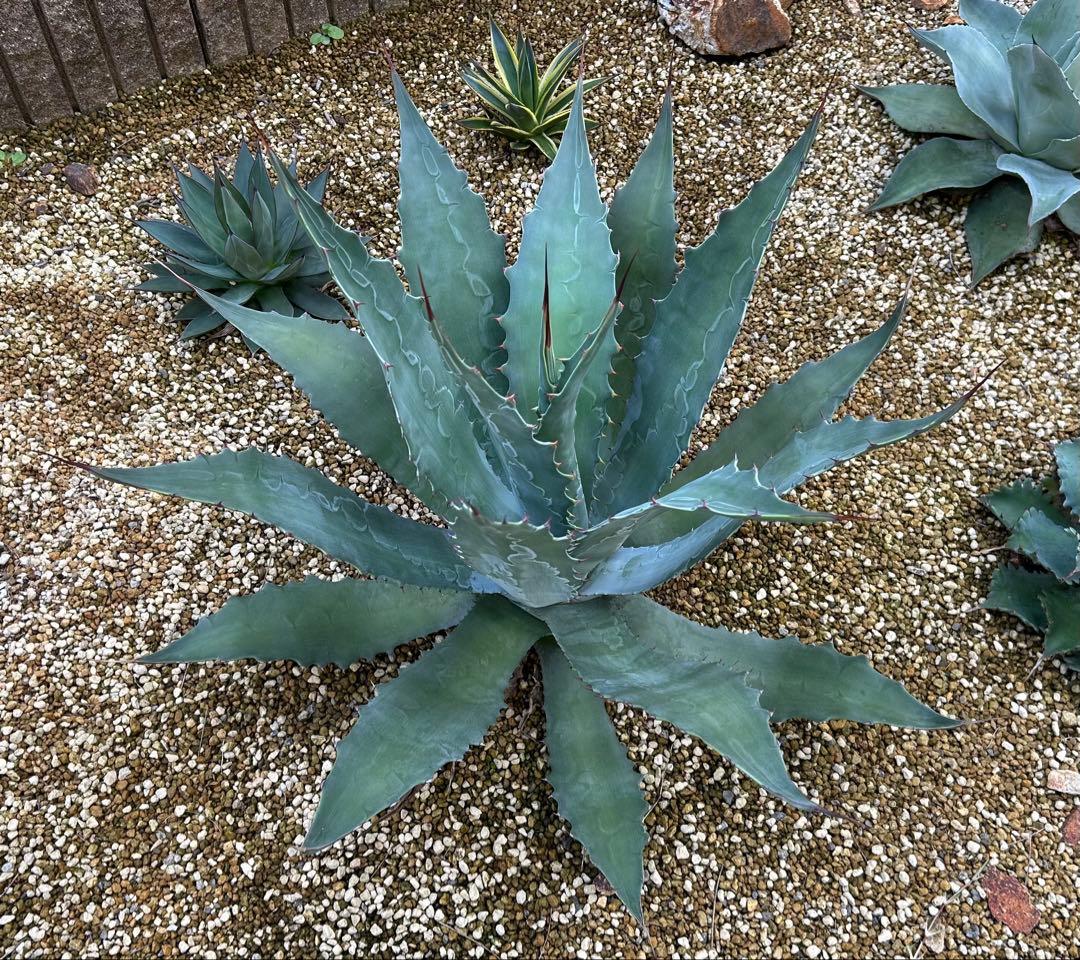 厳選株　アガベ　ワコマヒー　特大株