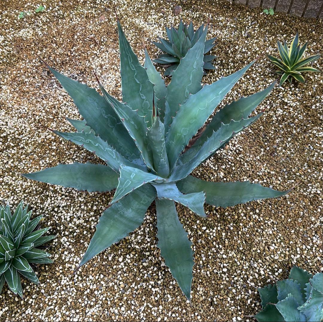 厳選株　アガベ　ワコマヒー　特大株