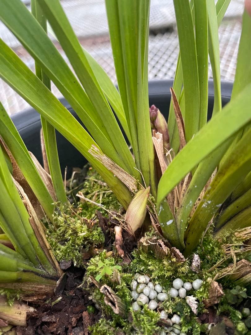 R8年キンリョウヘン花芽8本#1