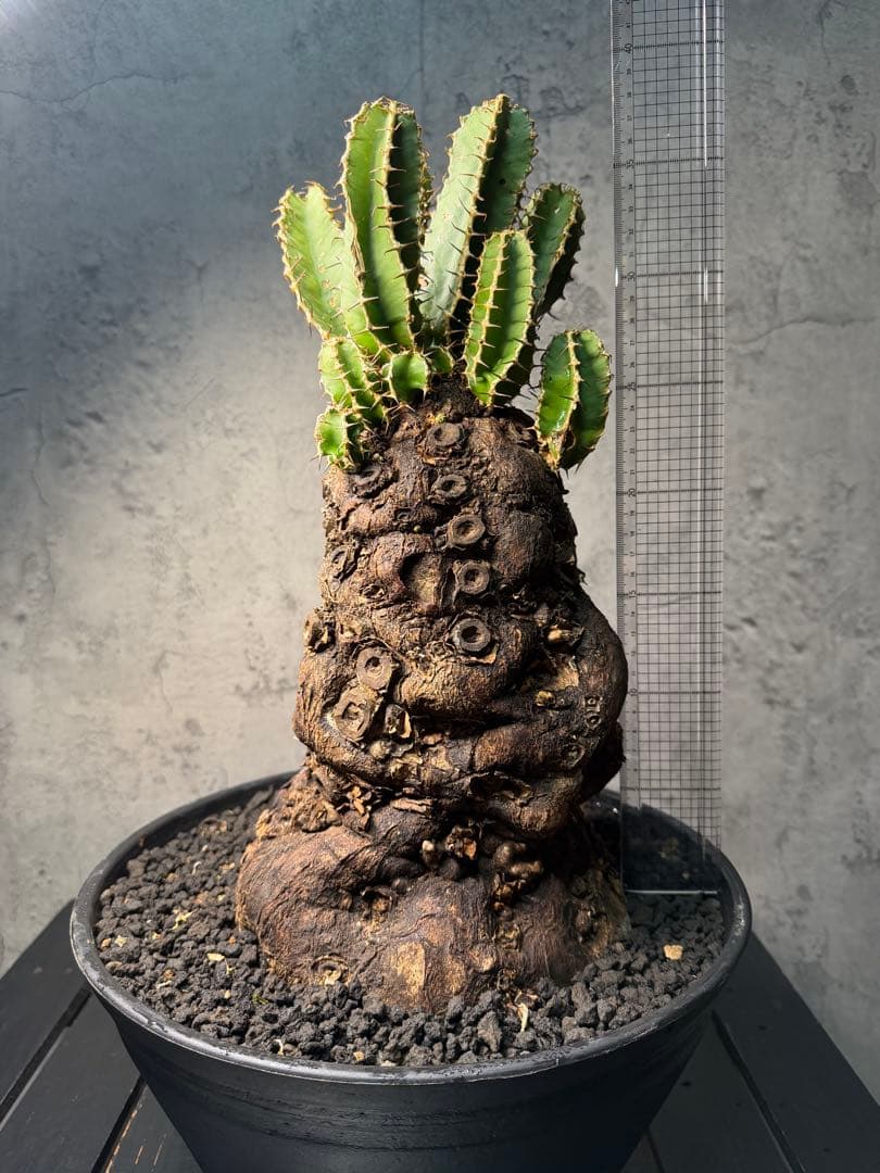 Kawasakiz1様. 【超特大・極上株】ユーフォルビア ムランジーナ