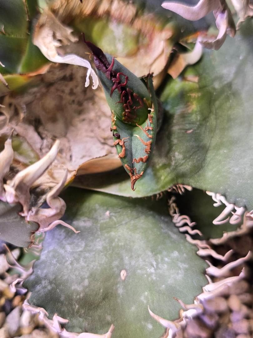 アガベ　中国ゴジラ　龍球会　天芽