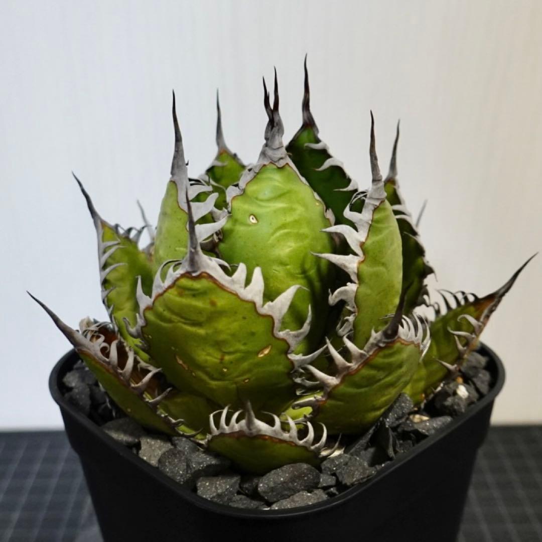 2137 【鉢のまま発送】 アガベ ホリダ