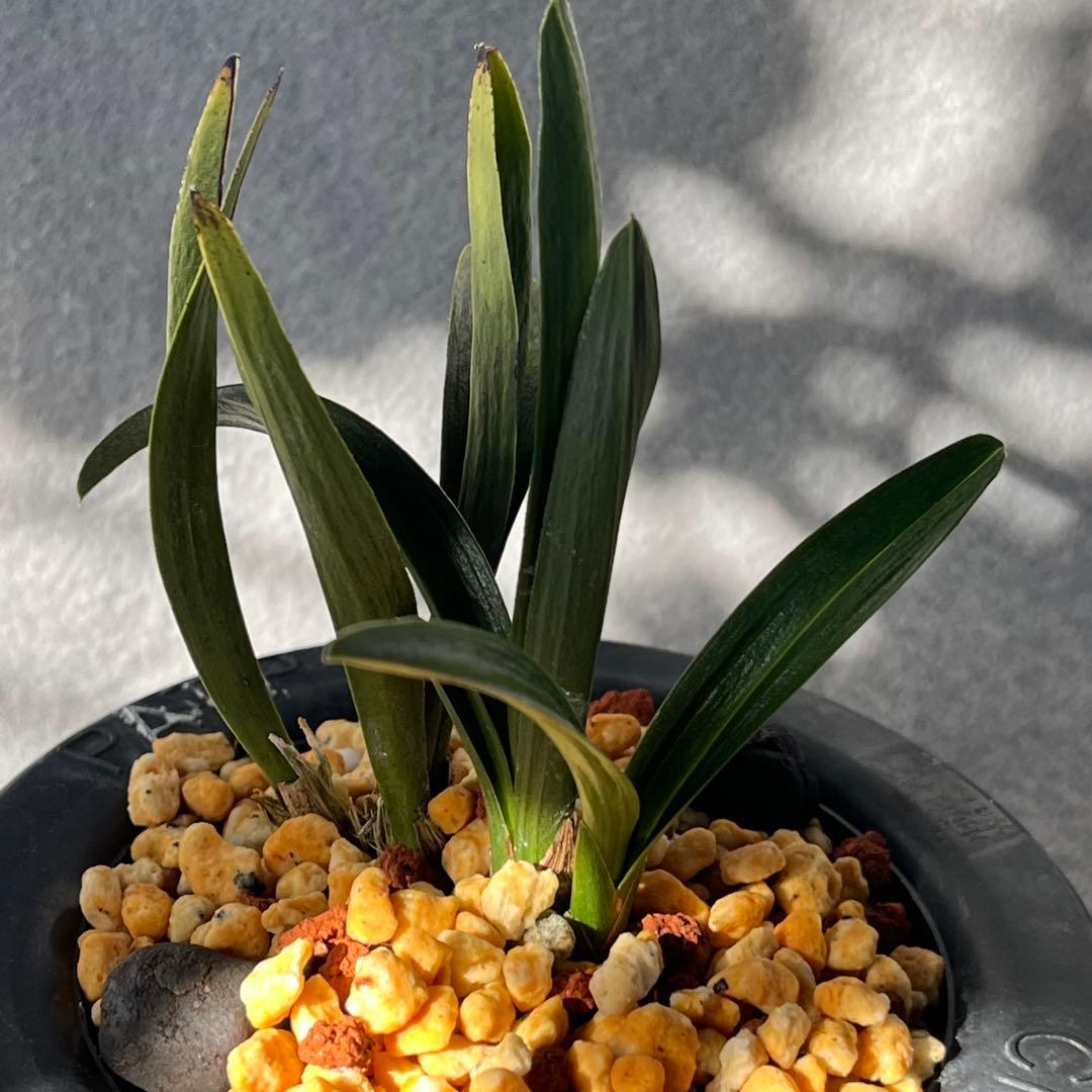 韓国春蘭　『羅紗チャボ』3本立 日本春蘭　春蘭　寒蘭　東洋蘭　山野草　多肉植物