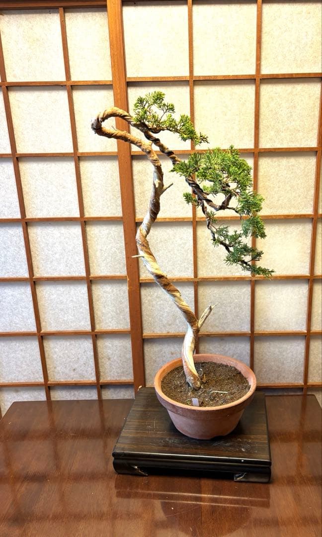 真柏盆栽❗️フォロワー150人記念値下げ❗️しなやかな動き！文人木盆栽！風情