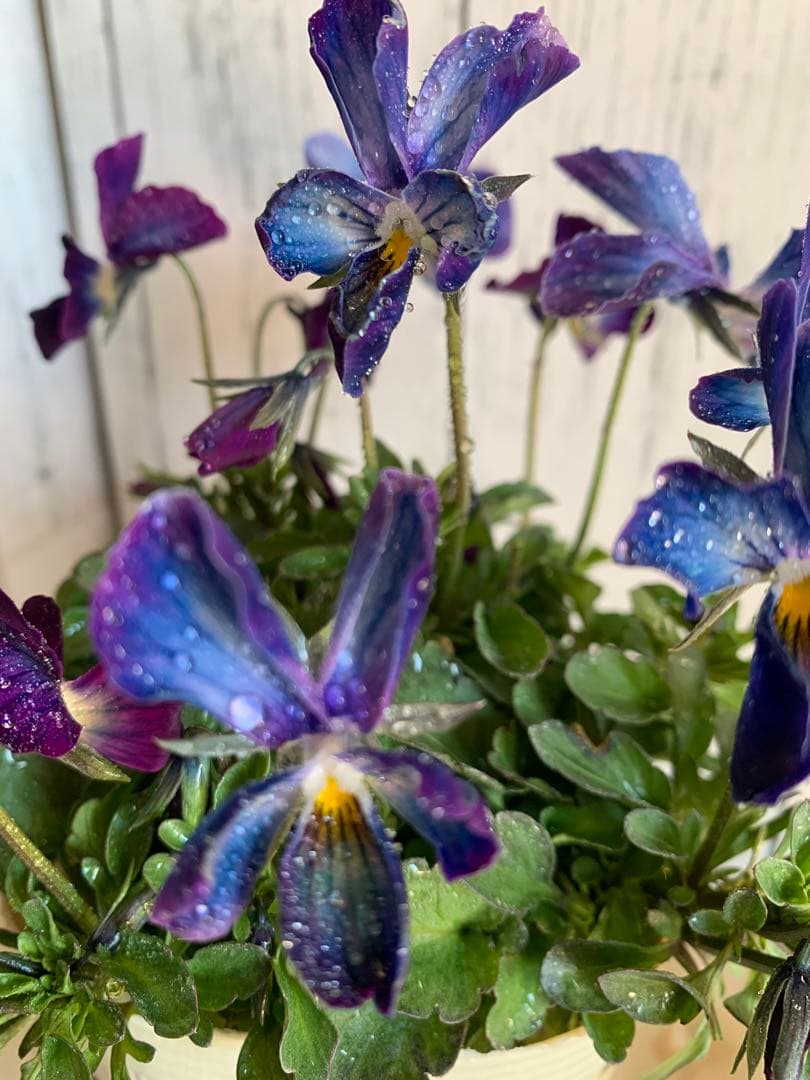 ⚠️専用ページ⚠️ パルプンテ　極美苗