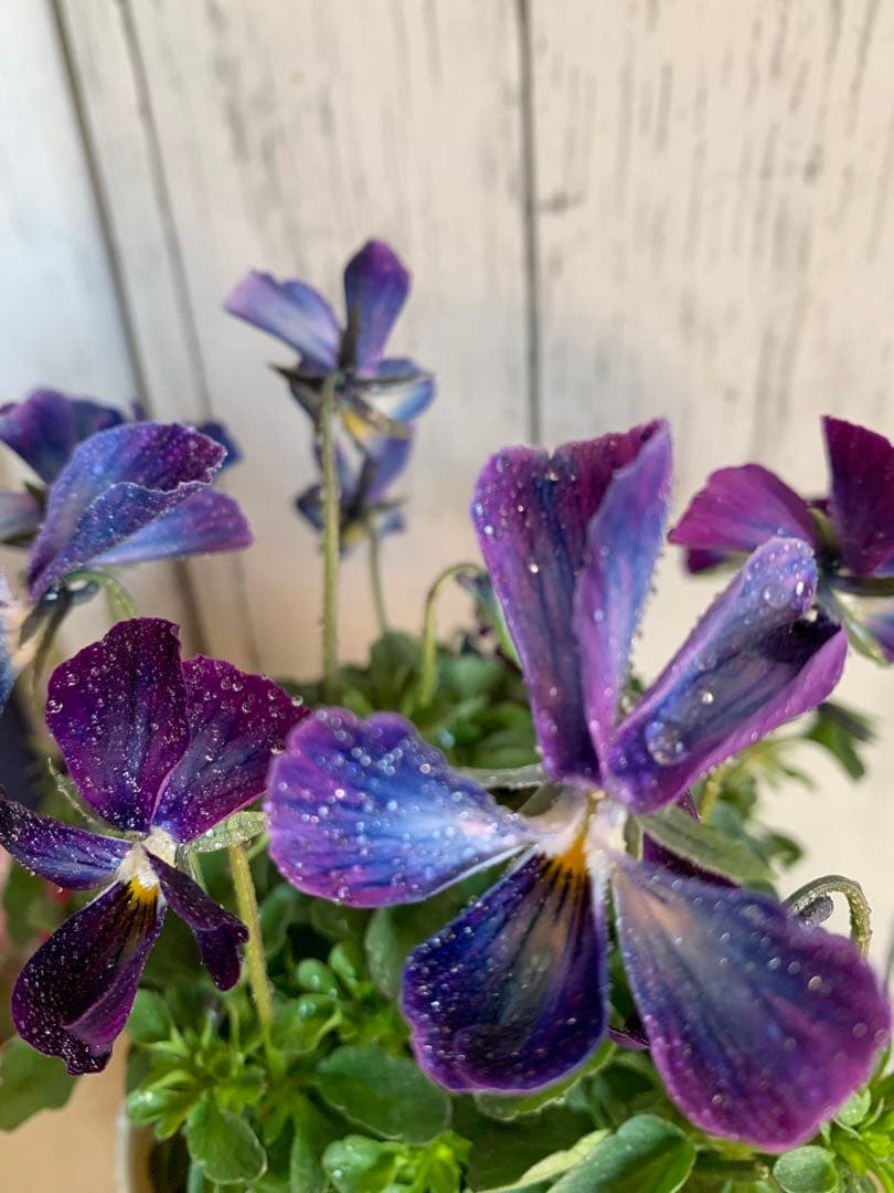 ⚠️専用ページ⚠️ パルプンテ　極美苗