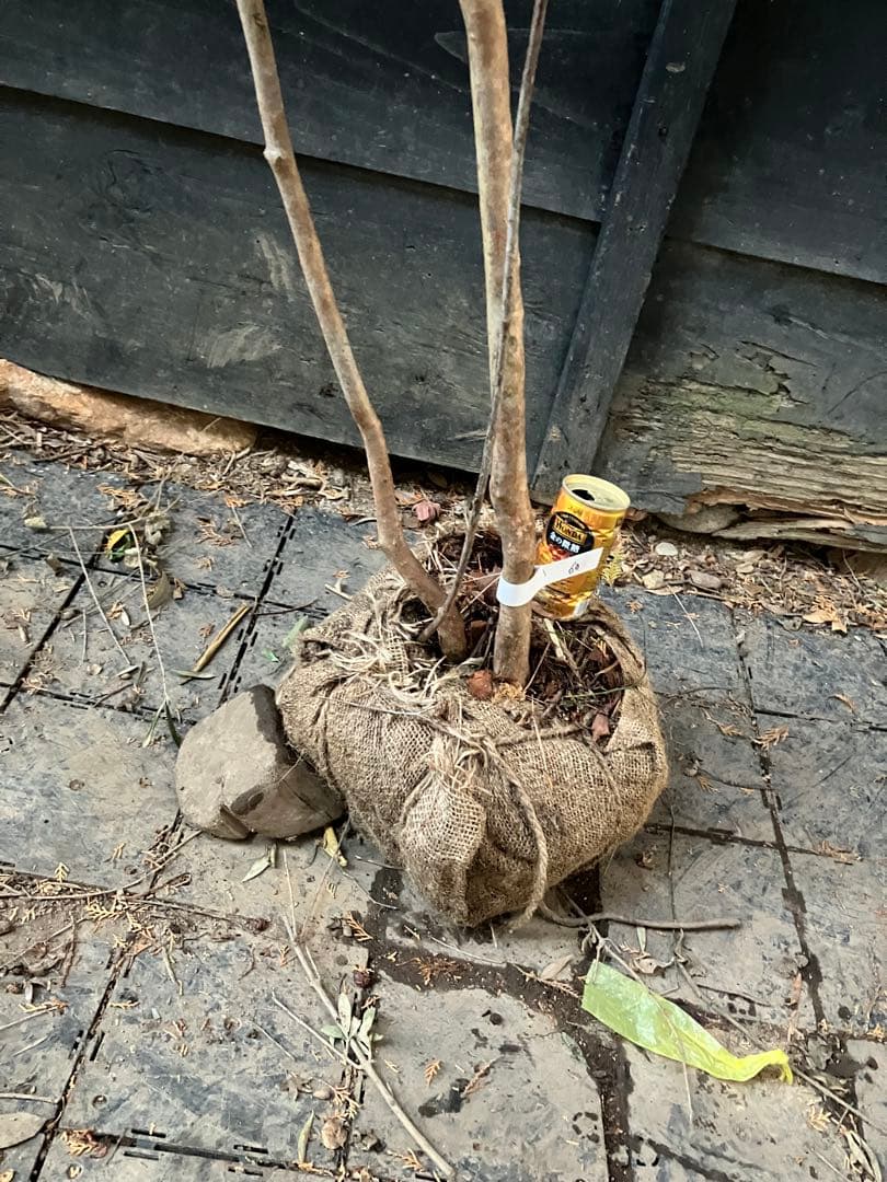 60 山採り　ミツバツツジ　バイカツツジ付き