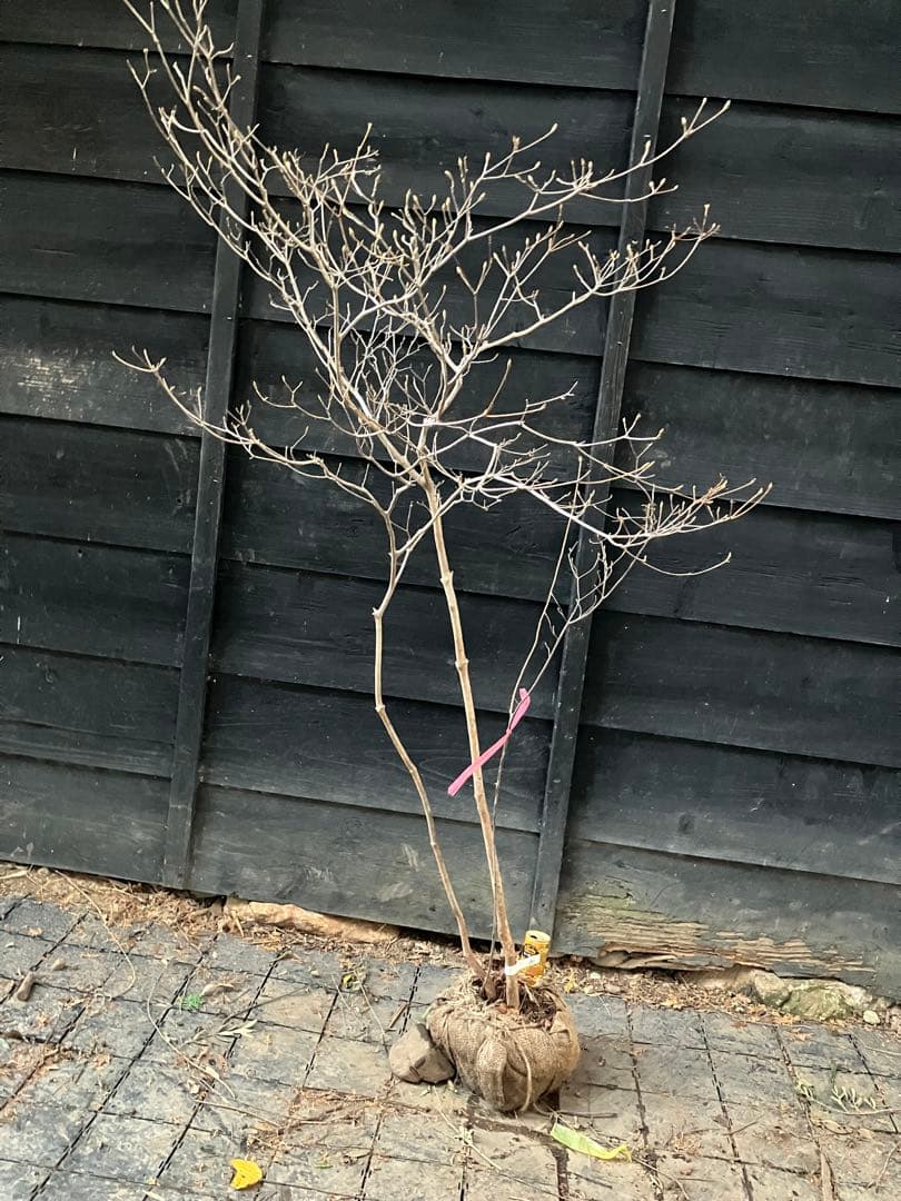 60 山採り　ミツバツツジ　バイカツツジ付き