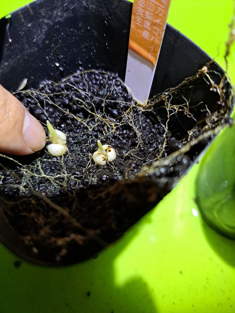 ノ*イ様 山野草　ユリ　コバイモ　カイコバイモ　山梨県産　実生　1球