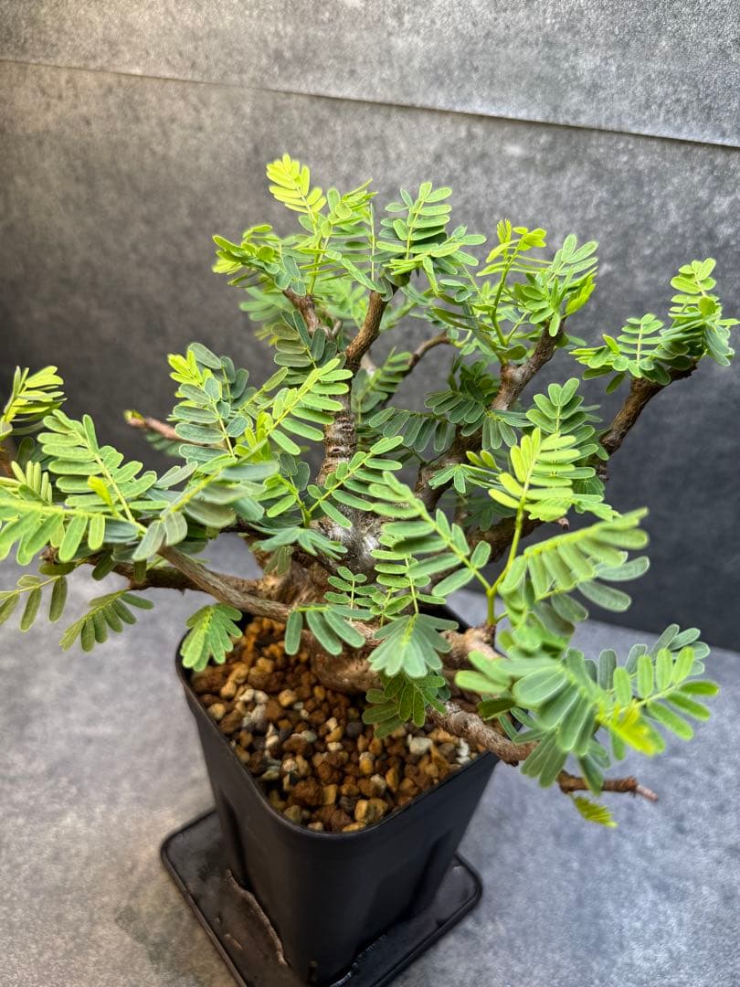 センナ　メリディオナリス　海外実生　発根済み　402