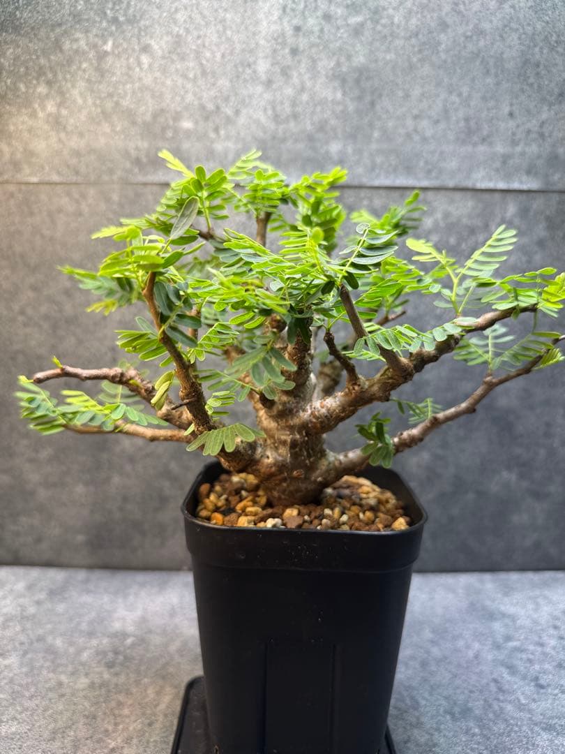 センナ　メリディオナリス　海外実生　発根済み　402