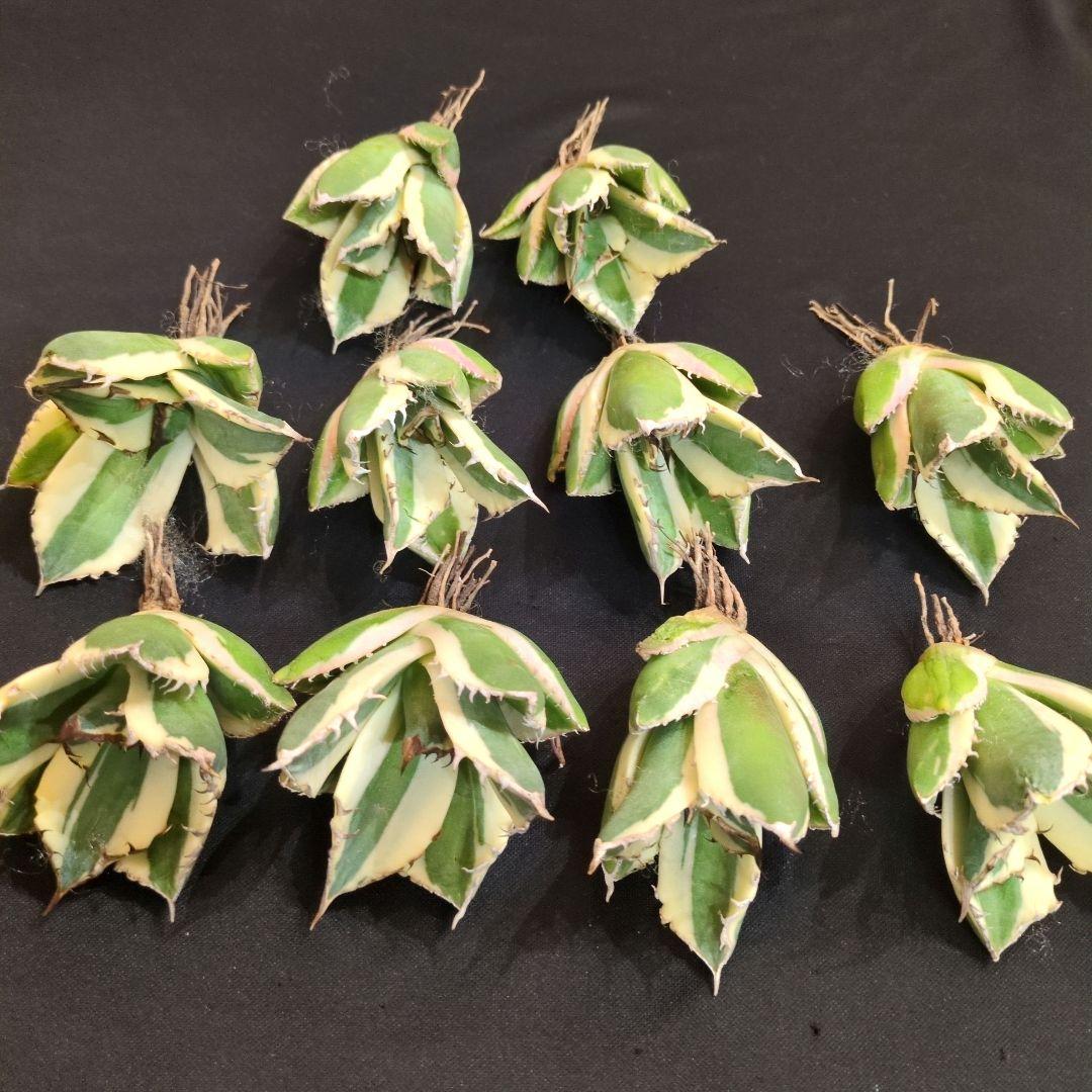 I*m様 アガベ　スナグルトゥース　10本セット　暴牙　チタノタ　白鯨　オテロイ