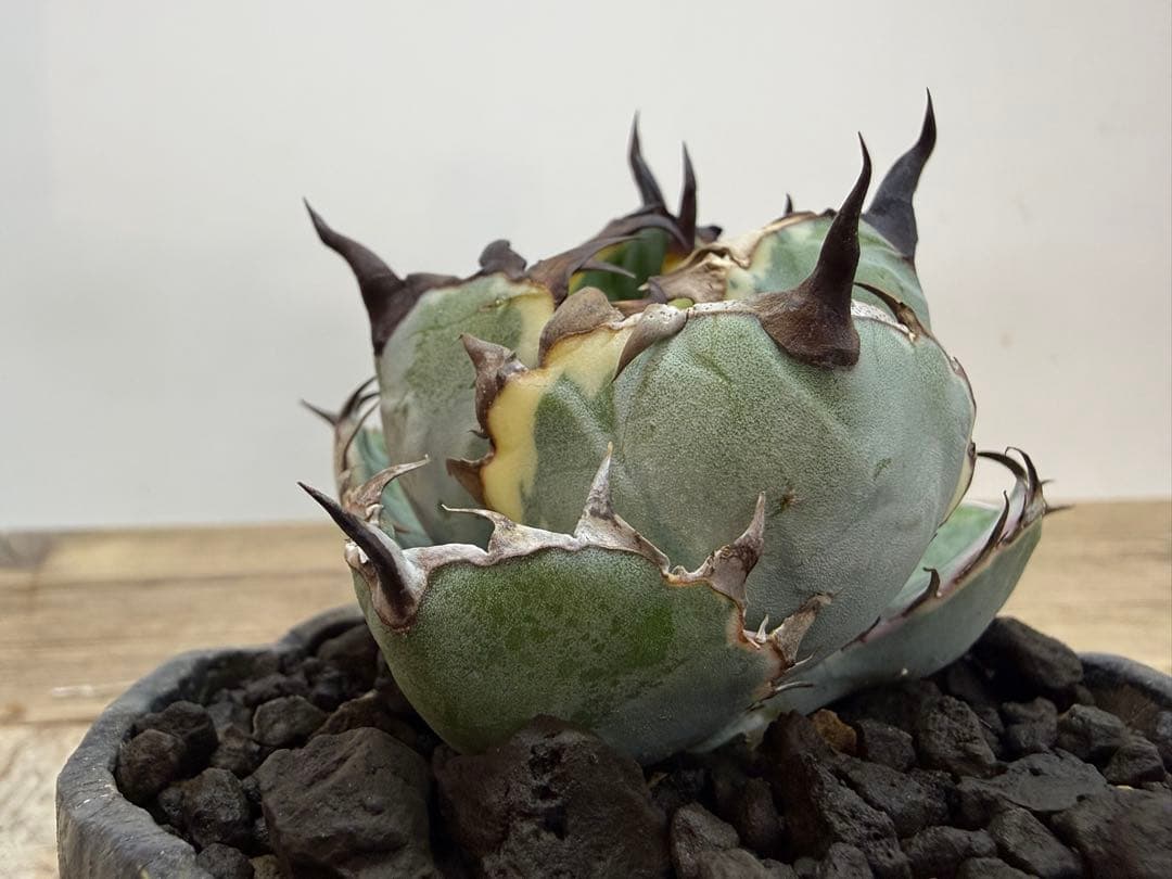 ブラックアンドブルー【ピンク斑入り】【ボールタイプ】【ramat鉢】